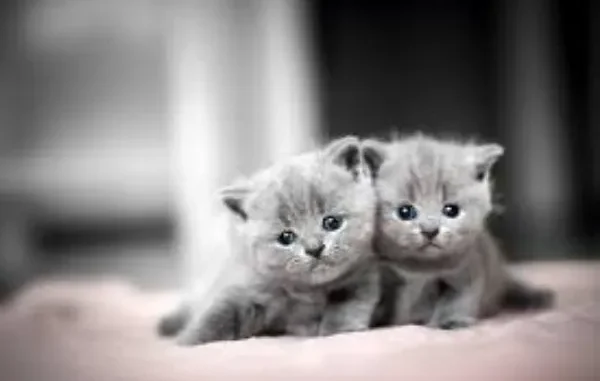 What to look for when buying a british shorthair kitten?