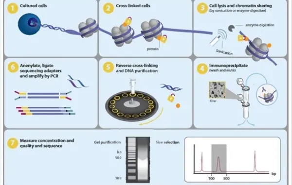 The role of standardized assay kits in enhancing ChIP-seq reliability