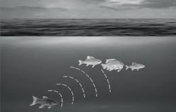 The Science of Electrolocation: How Electric Fish Inspire Modern Fishing-Tech Advancements