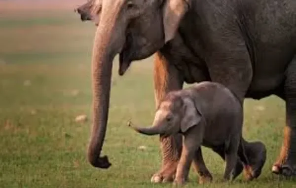 Colossal Biosciences Delivers First EEHV Vaccine Breakthrough for Baby Elephants