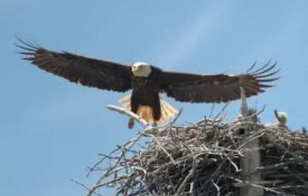 The First Signs Parents Overlook—and How Eagle Families Can Respond