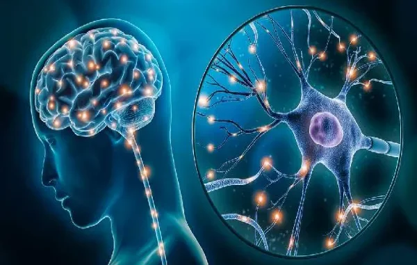 Neuroscience Behind Adapting to New Surroundings