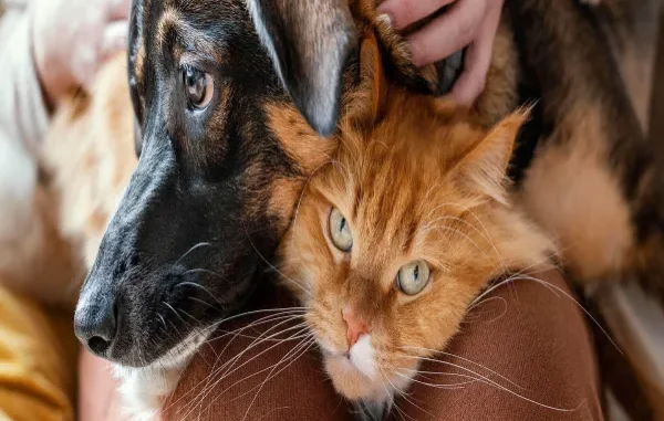 The Vital Role of Wellness Exams: Keeping Your Pet Healthy and Happy