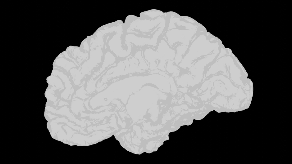 A picture of a brain in black and white.